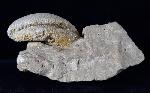 Eodiceras bavaricum (ZITTEL) - Bild © FossNet FossilienStore